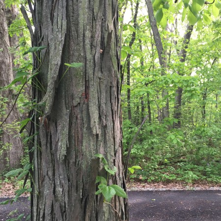 Shaggy bark Closeup