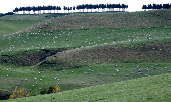 New Zealand, 2006