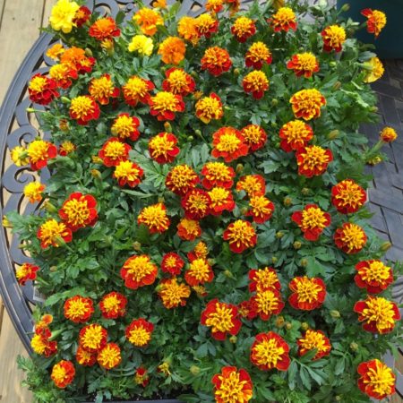 marigolds french marigold